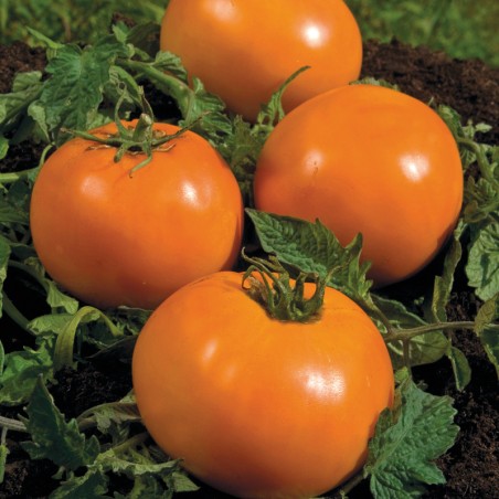 Tomate originale Orange Queen 