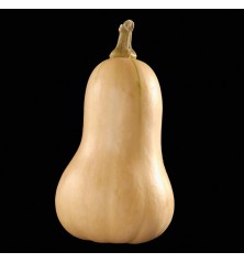 COURGE Butternut