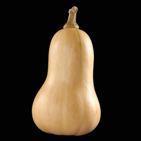 COURGE Butternut