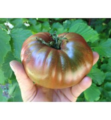 Tomate Ancienne Noire de Crimée