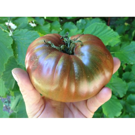 Tomate Ancienne Noire de Crimée