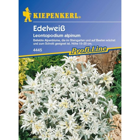Edelweiss, blanc argenté