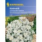 Edelweiss, blanc argenté