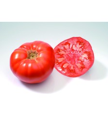 Tomate gros fruit Marmande