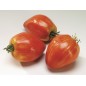 Tomate Coeur de Boeuf (Cuor di Bue)