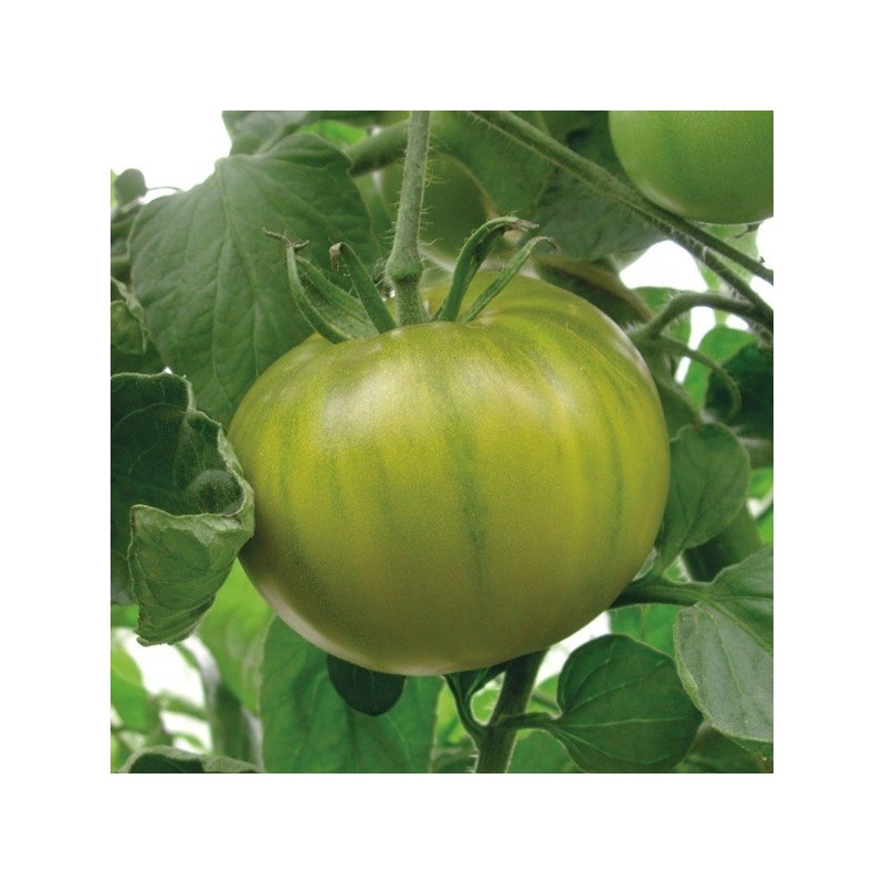 Tomate Evergreen 