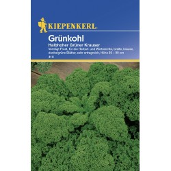 Chou Frisé Kale Vert demi-nain (Halbhoher grüner Krauser)