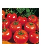 Tomates Rondes - Graines Le Colporteur