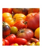 Tomates anciennes - Graines Le Colporteur