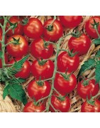 Tomates cerise - Graines Le Colporteur
