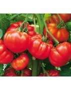 Tomates charnues - Graines Le Colporteur